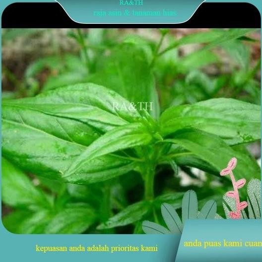 

Terlaris Bibit Sambiloto/Tanaman Herbal Sambiloto Cantik (Ra&Th)