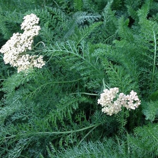 

Terlaris Tanaman Seribu Daun / Daun Seribu ( Herbal ) Achillea Millefolium