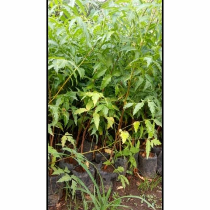 

Terlaris Bibit Tanaman Mimba Herbal