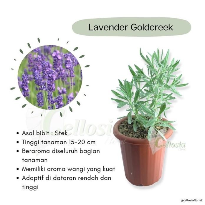 

Terlaris Lavender Asli Tanaman Hias Herbal Hidup