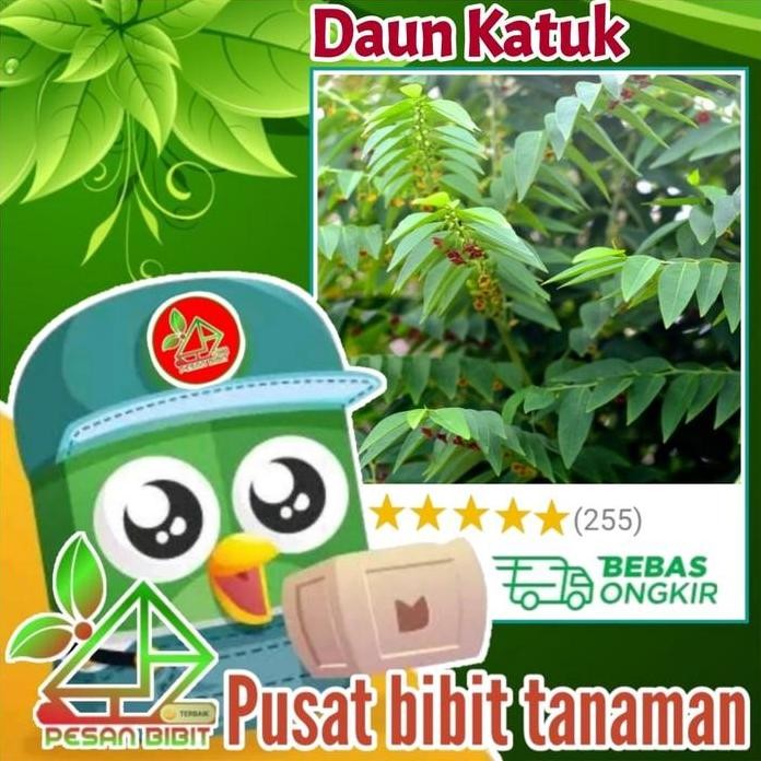 

Terlaris Bibit Tanaman Herbal Daun Katuk