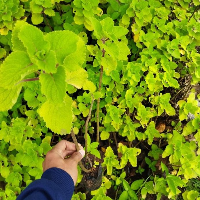 

Terlaris Bibit Tanaman Obat Herbal Daun Jinten Plectranthus Amboinicus