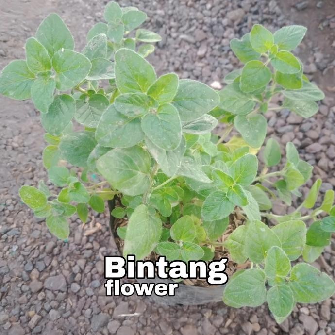 

Terlaris Bibit Tanaman Herbal Oregano - Oreganum Vulgare