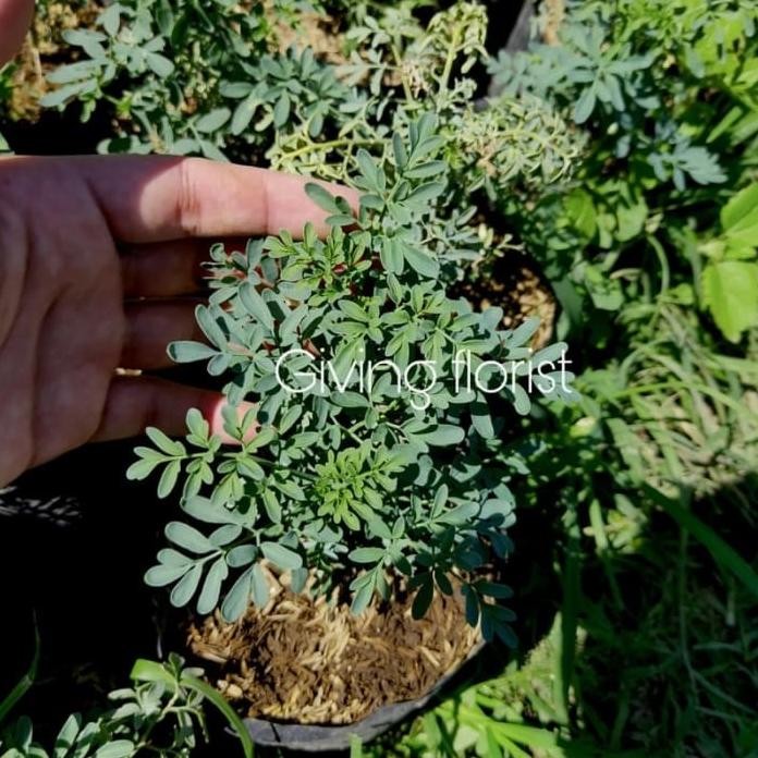 

Terlaris Tanaman Toga Herbal Daun Inggu Kiggto 9424Rc