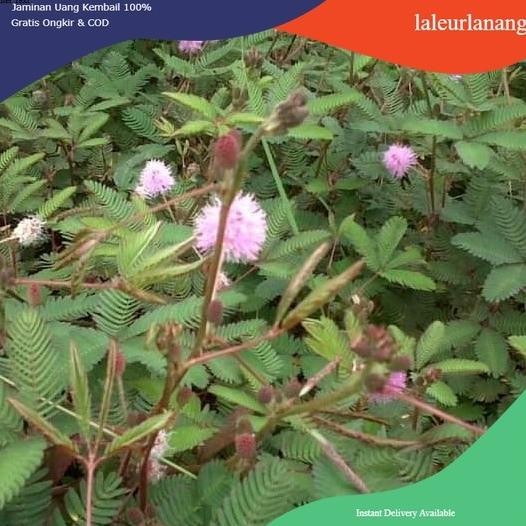 

Terlaris Putri Malu, Mimosa Pudica Tanaman Herbal Murmer @Ahmadanggrek
