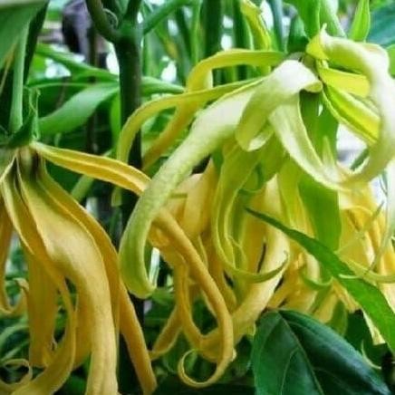 

Terlaris Tanaman Hias Bunga Kenanga - Pohon Kenanga - Pohon Herbal