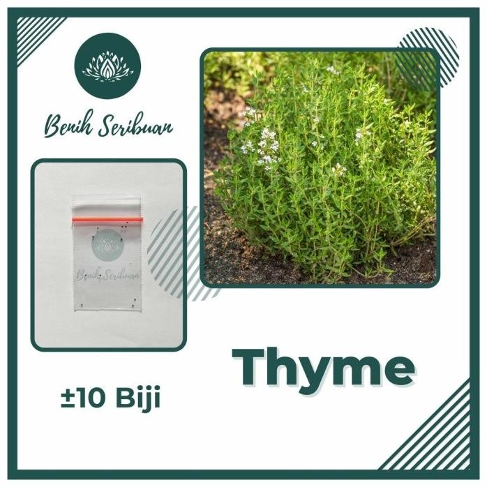 

Terlaris 10 Benih Thyme F1 Summer Mr. Fothergills Bibit Tanaman Sayuran Herbal