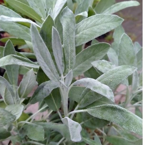 

Terlaris Tanaman Herbal Daun Sage Herbal