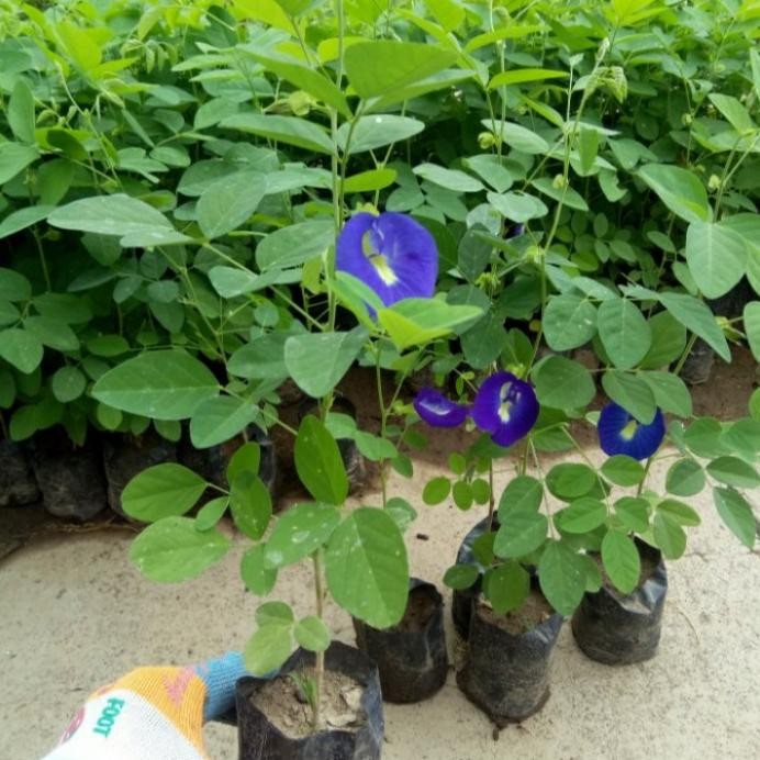 

Terlaris Bibit Tanaman Bunga Telang Biru/ Herbal Telang/ Teh Biru