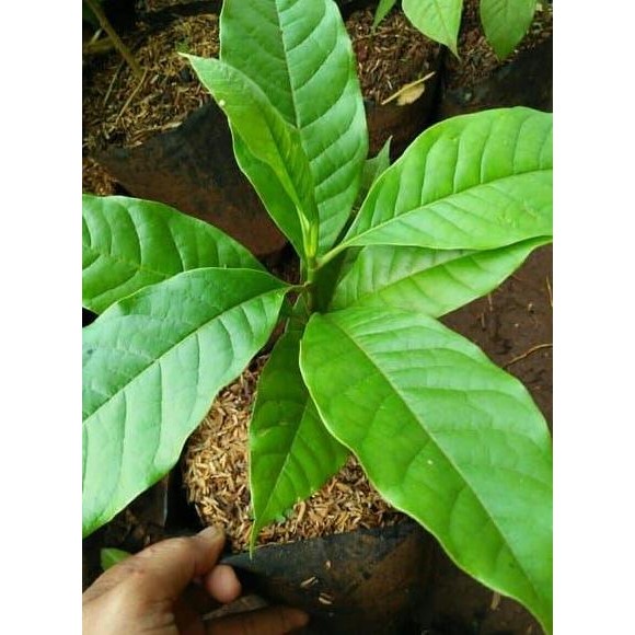 

Terlaris Tanaman Hias Bunga Kantil Bibit-Bunga Kantil Putih-Tanaman Herbal -