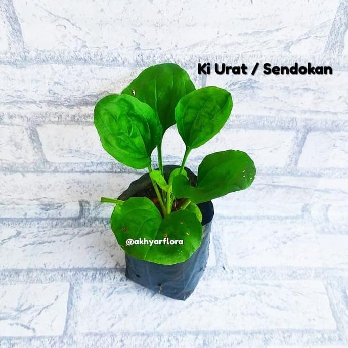 

Terlaris Tanaman Herbal Daun Sendokan Ki Urat