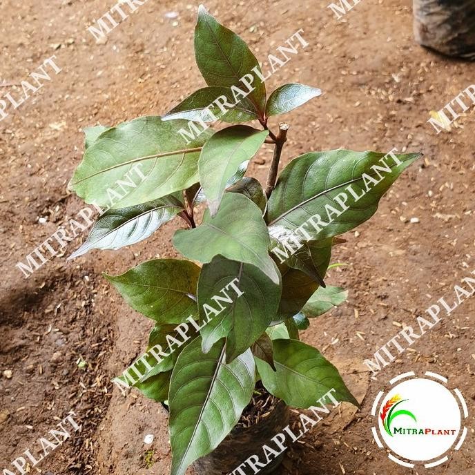 

Terlaris Bibit Pohon Handelem - Handeleum - Tanaman Daun Ungu - Obat Herbal