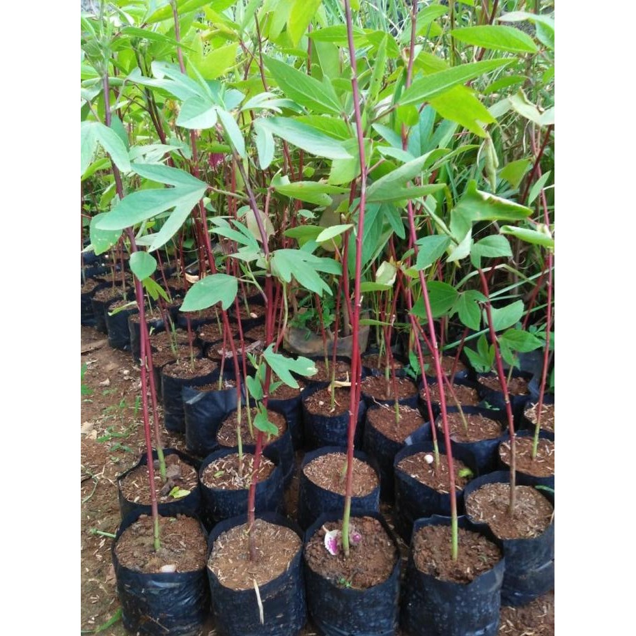 

Terlaris Bibit Tanaman Herbal Rosella - Si Merah Kaya Antioksidan