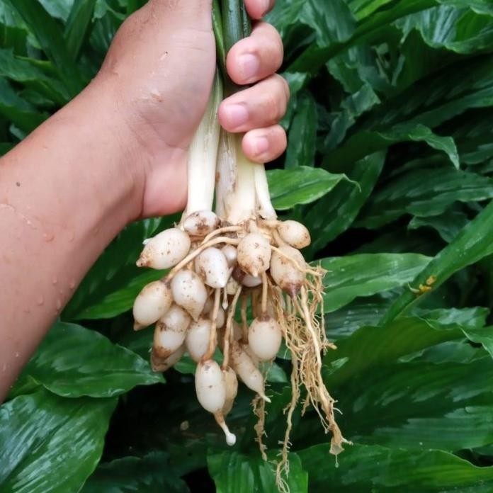 

Terlaris Bibit Tanaman Herbal Kunyit Putih-Kunir Putih