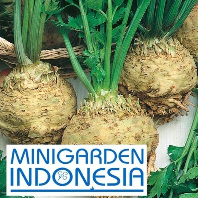 

Terlaris Promo Benih Celeriac Monarch 10 Biji F1 Fothergills Bibit Tanaman Sayuran Akar Seledri Herbal Sledri