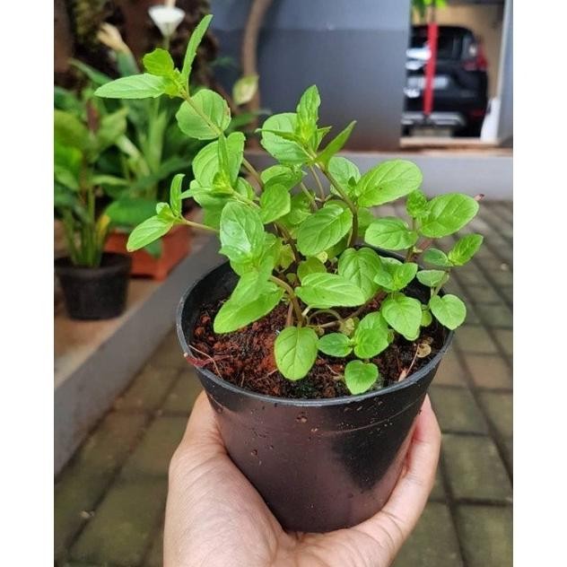

Terlaris Tanaman Herbal Mint Coklat / Chocolate Mint / Min Coklat