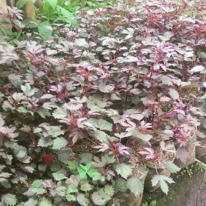 

Terlaris Bibit Tanaman Herbal Rosela / Rossela Kondisi Sehat