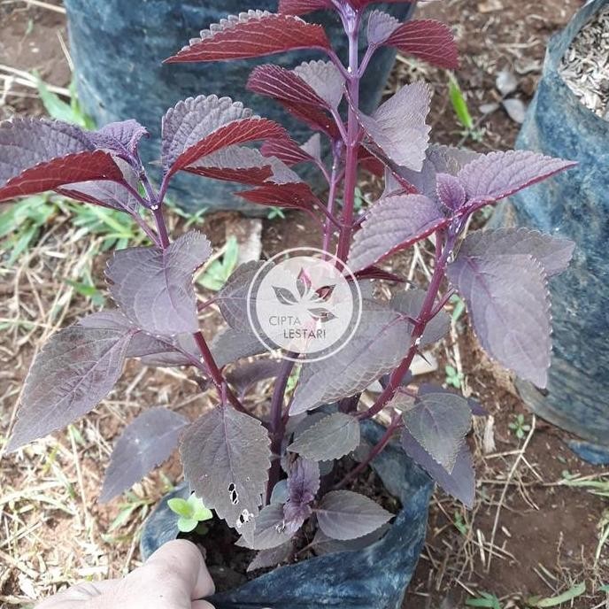 

Terlaris Tanaman Herbal Jawer Kotok Ungu Bibit Pohon Daun Miana Iler Iller