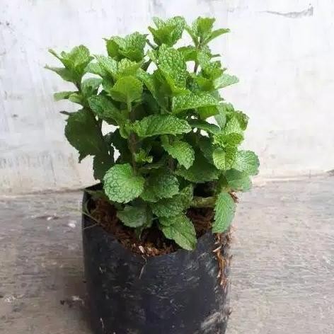 

Terlaris Bibit Tanaman Herbal Daun Mint