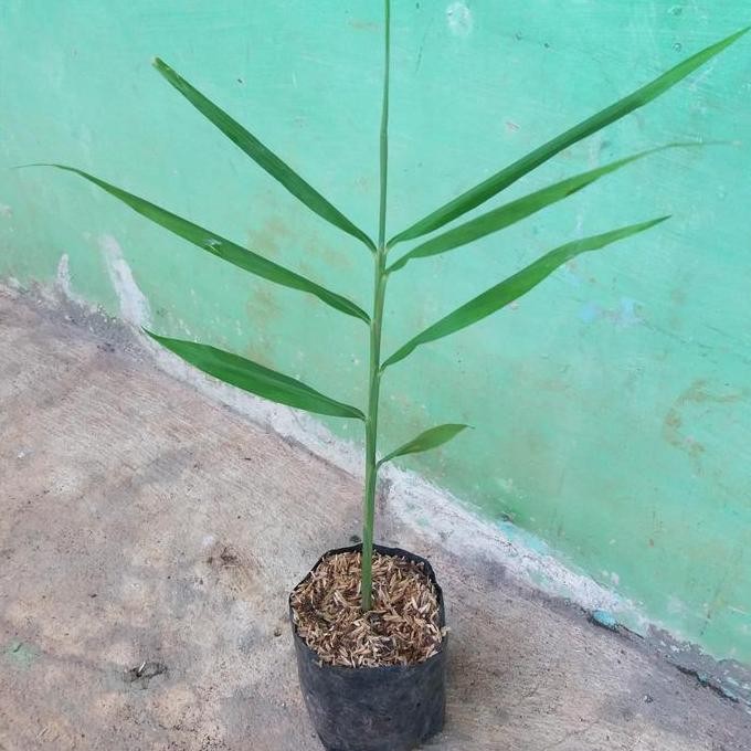 

Terlaris Tanaman Herbal Jahe