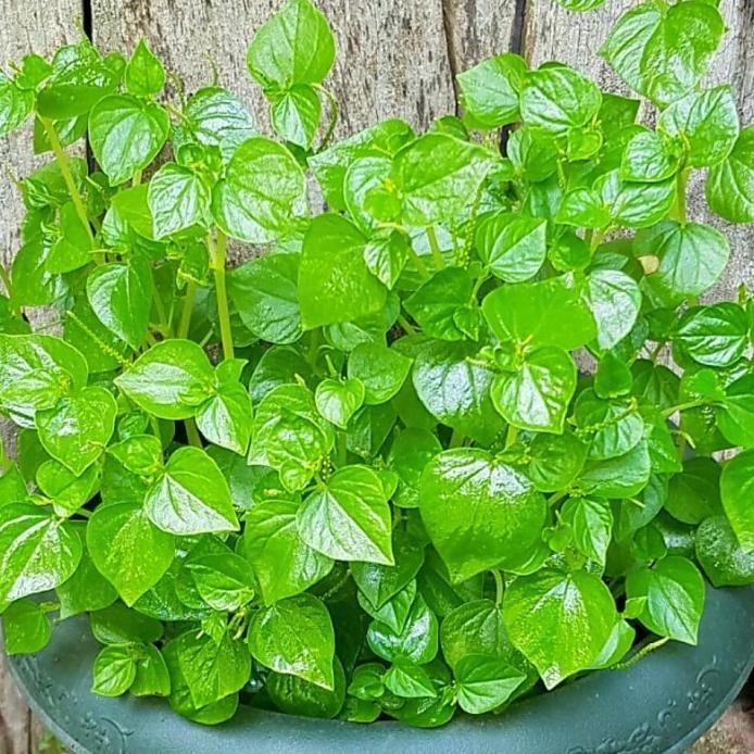 

Terlaris Tanaman Herbal Daun Suruhan/Sirih Cina