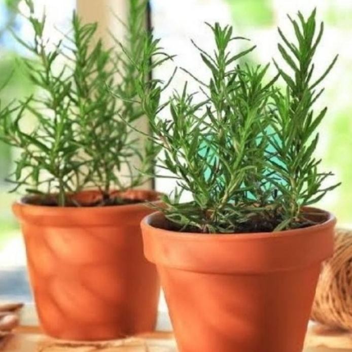

Terlaris ( Bisa Cod ) Promo! Tanaman Rosemary Harum Pengusir Nyamuk Tanaman Herbal Rosemari Wangi / Tanaman Hidup Rosmary Segar Bunga Hias Rosemari Tanaman Rosemary Bisa Untuk Bumbu Masak