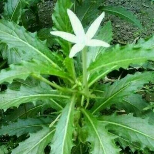 

Terlaris Bibit Tanaman Herbal Bunga Kitolod/Kembang Jangar/Bunga Bintang Lima