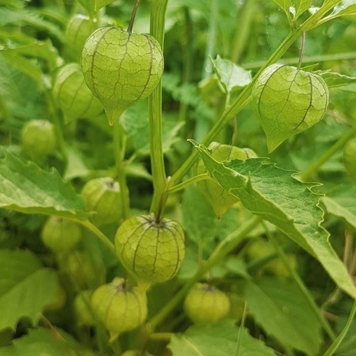 

Terlaris Tanaman Herbal Ciplukan / Cecenet / Ceplukan / Physalis Angulata