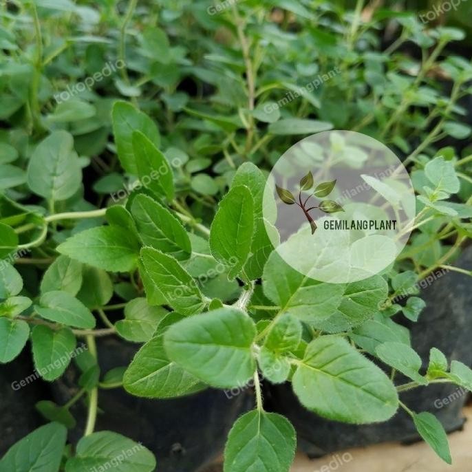 

Terlaris Bibit Pohon Tanaman Oregano - Tanaman Herbal Eropa - Tanaman Eropa