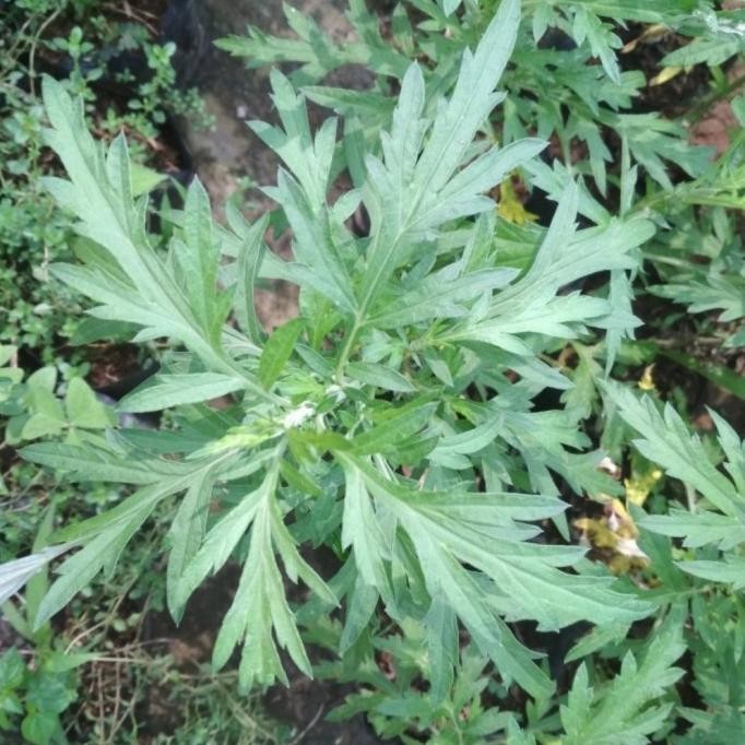 

Terlaris Bibit Pohon/Tanaman Daus Baru Cina/Mugwort/Herbal/Murah Berkualitas