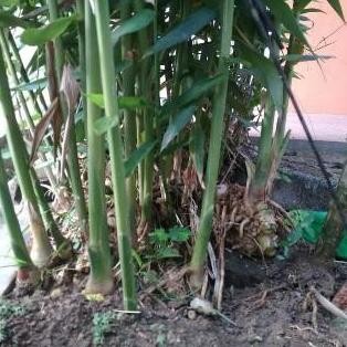 

Terlaris Bibit Tanaman Herbal Bangle / Panglai