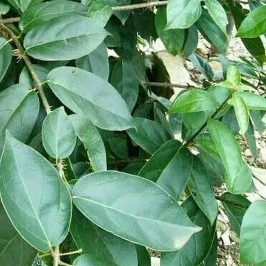 

Terlaris Tanaman Hias Herbal Cicau Perdu / Cincau Jelly