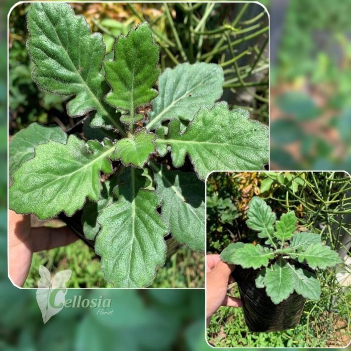 

Terlaris Tanaman Herbal Dan Toga Daun Dewa Samsit