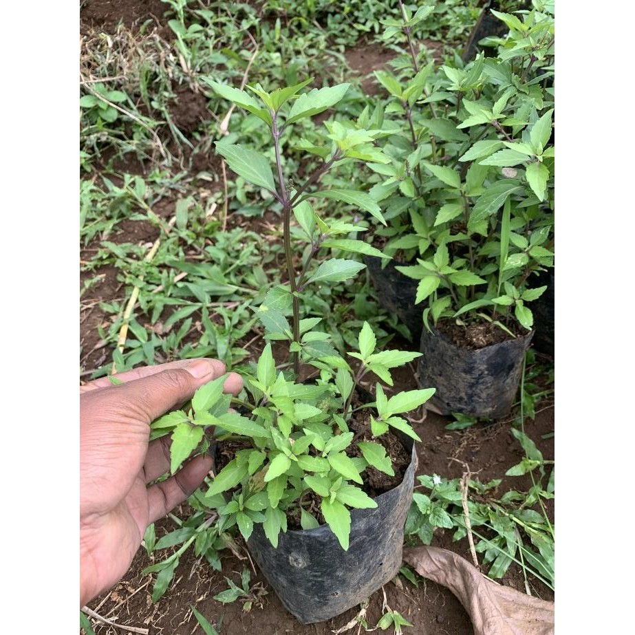 

Terlaris Bibit Pohon Daun Kumis Kucing - Tanaman Obat Herbal