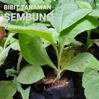 

Terlaris Bibit Tanaman Daun Sembung - Tanaman Herbal