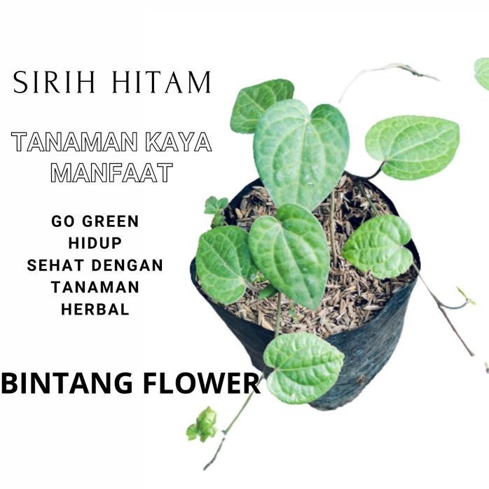 Terlaris Tanaman Herbal Sirih Hitam | Tanaman Herbal Sirih Papua