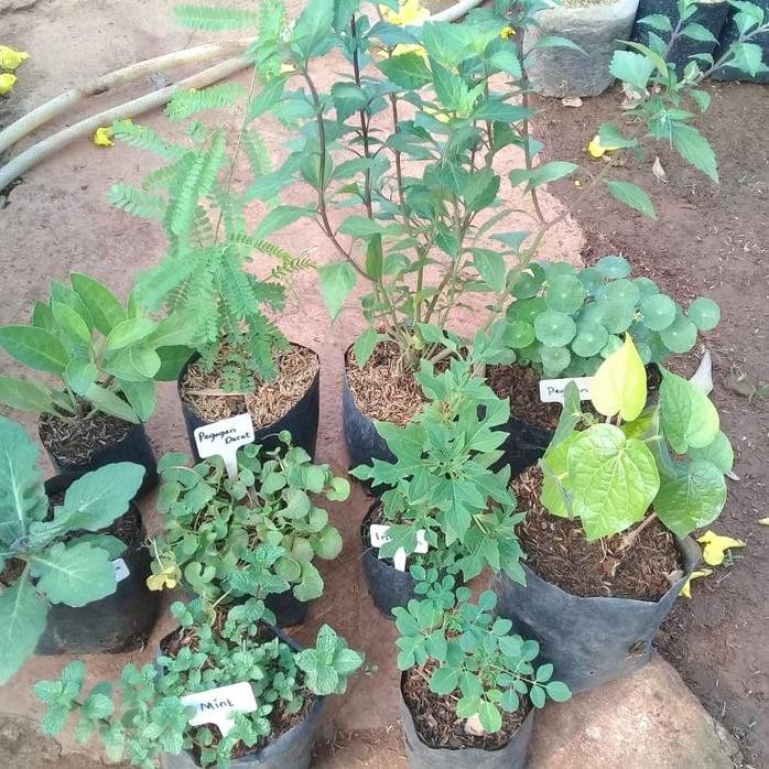 

Terlaris Bibit Tanaman Herbal Paket 10 Jenis Herbal