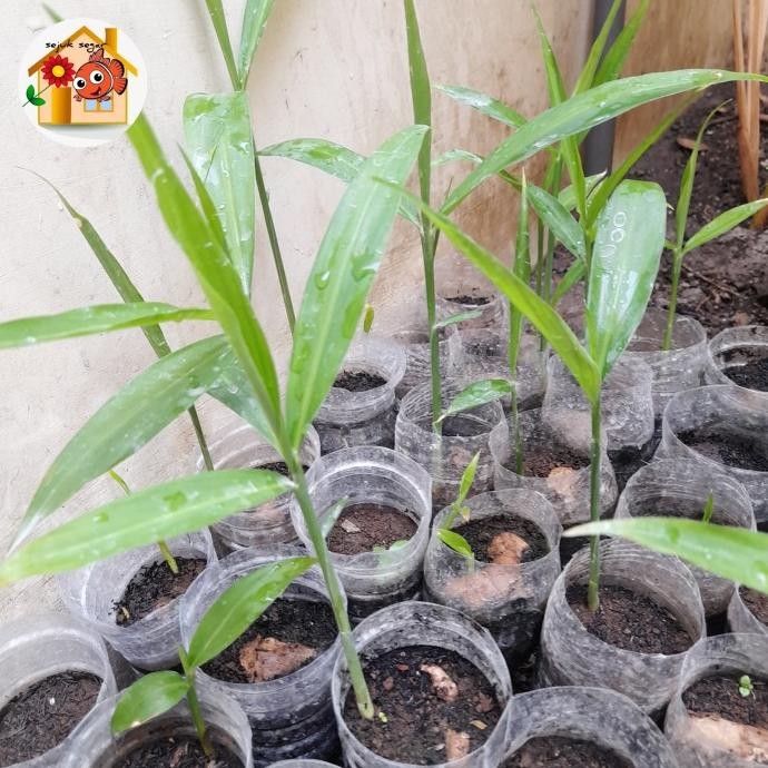 

Terlaris Bibit Tanaman Jahe Merah / Apotik Hidup Jahe / Obat Herbal
