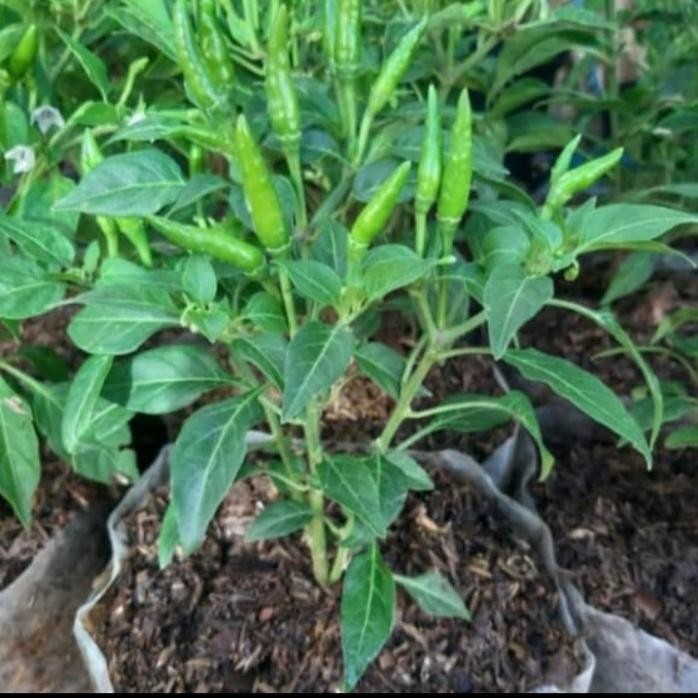

Terlaris Tanaman Herbal//Tanaman Sayur Cabe Rawit Gorengan