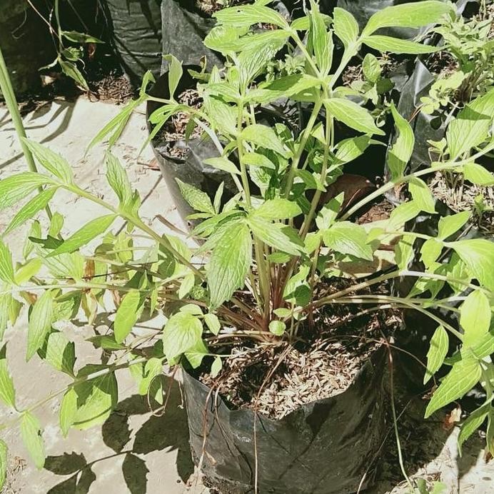 

Terlaris Bibit Tanaman Herbal Valerian Purwaceng