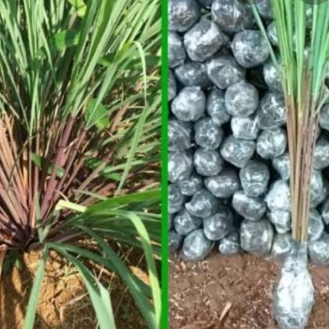 

Terlaris Bibit Tanaman Herbal Sereh Merah Serai Wangi Serai Lanang Sereh Jamu