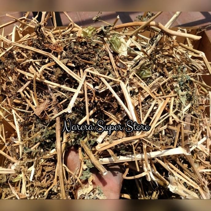 

Terlaris Tanaman Daun Batang Akar Ciplukan Cecendet Kering Herbal Obat Sehat