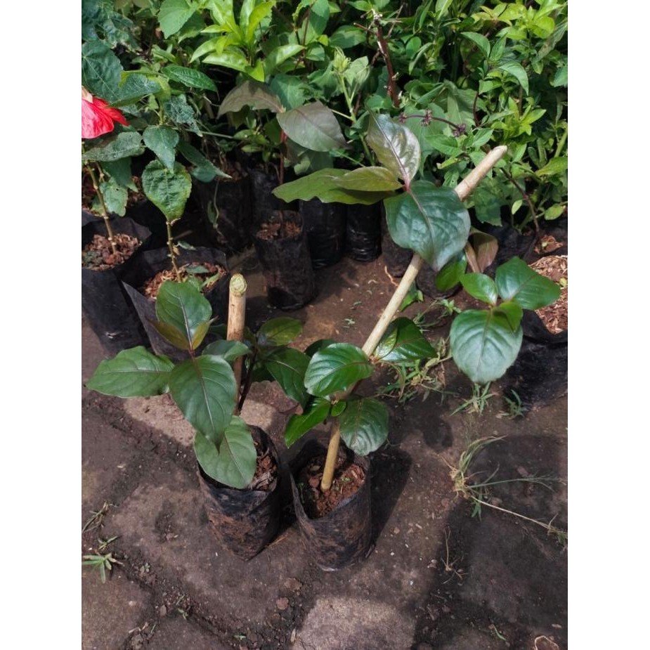 

Terlaris Bibit Pohon Daun Ungu - Tanaman Herbal Handeleum