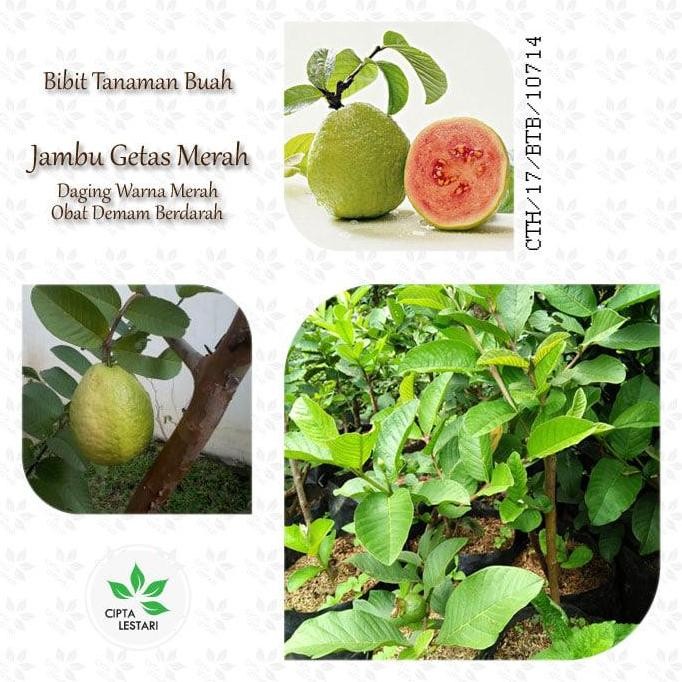 

Terlaris Bibit Jambu Getas Merah - Jambu Biji Merah - Tanaman Herbal