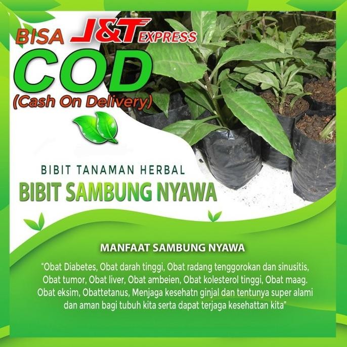 

Terlaris Bibit Sambung Nyawa Pohon Daun Herbal Tanaman Sehat