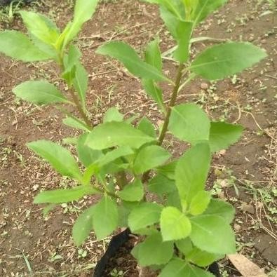 

Terlaris Tanaman Obat Herbal Daun Beluntas -Pohon Beluntas Daun Herbal