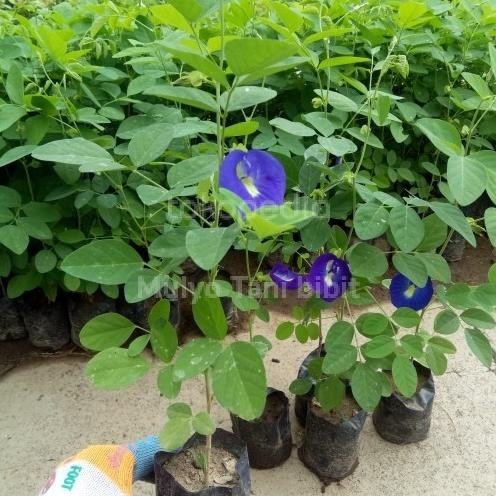 

Terlaris Bibit Tanaman Telang - Herbal Telang - Telang Biru