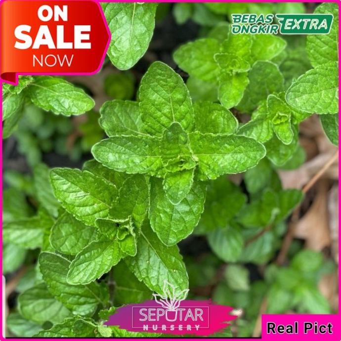 

Terlaris Tanaman Herbal Daun Mint - Tanaman Daun Mint