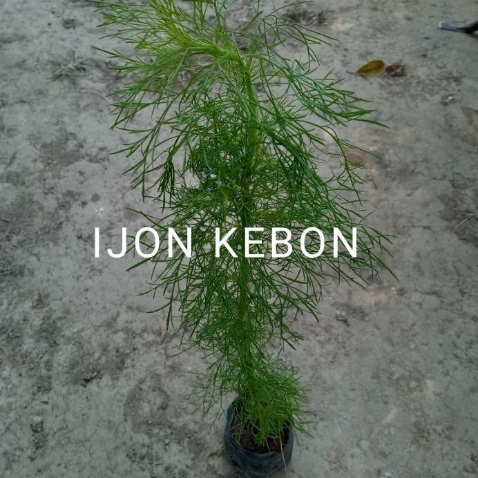 

Terlaris Bibit Tanaman Toga Herbal Adas Pulosari Asli