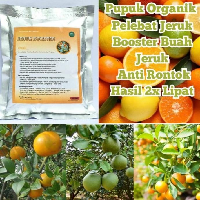 

Terlaris Pupuk Organik Pelebat Buah Dan Boosterjeruk Cepat Berbuah Lebat